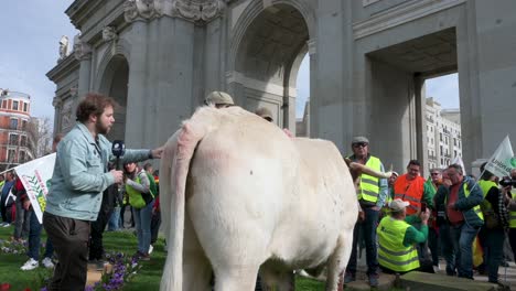 Ein-Stier-Ist-Bei-Einem-Bauernstreik-Zu-Sehen,-Bei-Dem-Sich-Demonstranten-Auf-Der-Plaza-De-La-Independencia,-Auch-Bekannt-Als-Puerta-De-Alcalá,-In-Madrid-Versammeln,-Um-Gegen-Unlauteren-Wettbewerb-Und-Agrarpolitik-Zu-Protestieren