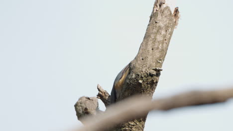 Eurasian-nuthatch-or-wood-nuthatch-bird-foraging-insects-on-rotten-tree-in-forest---close-up