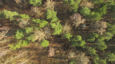 Top-Down-Luftaufnahme-Von-Baumkronen-In-Einem-Sonnigen-Waldpark-In-Der-Nähe-Von-Chwarzno-In-Gdynia,-Polen