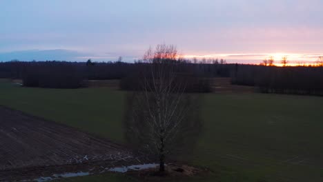 Aerial-circling-around-bare-birch-tree-during-colorful-golden-hour-sunset