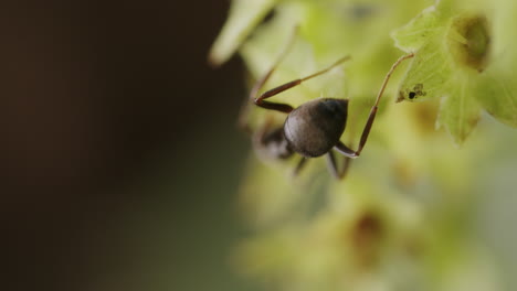 Makro-Ameise-Auf-Pflanze,-Nahaufnahme-Außerhalb