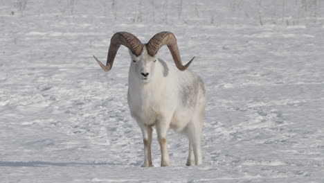 Männliche-Dall-Schafe-Auf-Schnee-Im-Winter-Im-Yukon,-Kanada