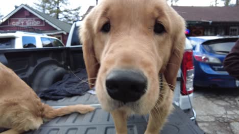 Golden-Retriever-Mayor-of-Idyllwild-California