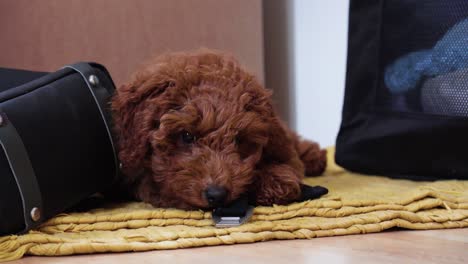 Poodle-Puppy-biting-on-backpack