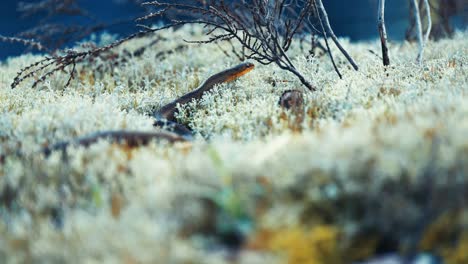 Una-Pequeña-Serpiente-De-Agua-Negra-Descansa-Sobre-La-Suave-Alfombra-De-Musgo-Blanco-Y-Esponjoso,-Tomando-El-Sol