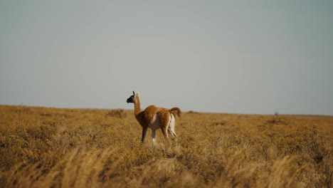 Guanaco-In-The-Wild-At-The-Peninsula-Valdes,-National-Park,-Chubut,-Argentina---Wide,-Slow-Motion