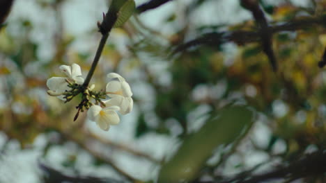 A-white-flower-branch-is-swaying-in-the-wind,-behind-a-blurry-background