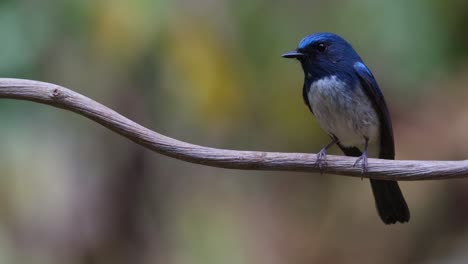 Blick-Nach-Links,-Während-Die-Kamera-Herauszoomt,-Hainan-Blauschnäpper-Cyornis-Hainanus,-Thailand