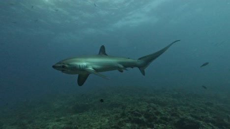 Thresher-shark-super-close-up-moving-eye-while-approaching-camera