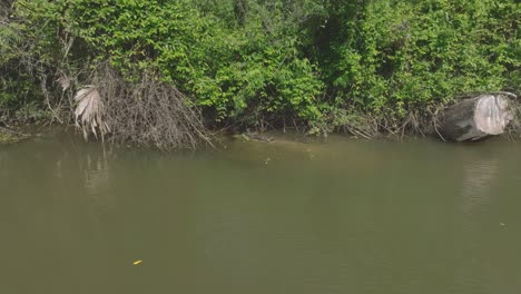 Eine-Luftaufnahme-Einer-Gruppe-Junger-Alligatoren-Am-Ufer-Des-Horsepen-Bayou-Feeder-Entlang-Des-Wander--Und-Radwegs-In-Der-Bay-Area-In-Clear-Lake,-Houston,-Texas