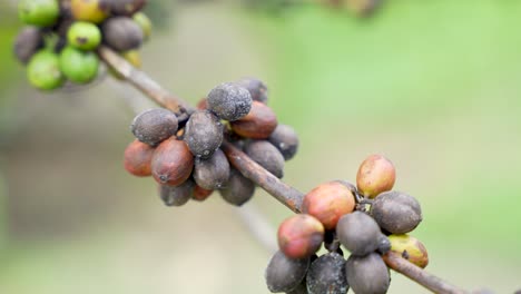 Hongo-En-El-Fruto-Del-Grano-De-Café-Ennegrecido,-Prevención-De-Enfermedades-Agrícolas.