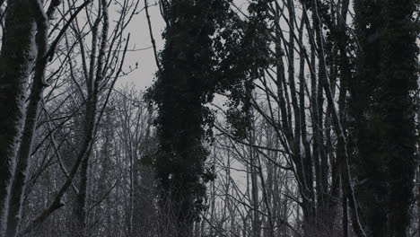 Schneebedeckte-Baumkronen-In-Zeitlupe-Und-Im-Wind-Wehende-Bäume-Mit-Fallendem-Schnee-An-Bewölkten,-Kalten-Wintertagen-Im-Wald