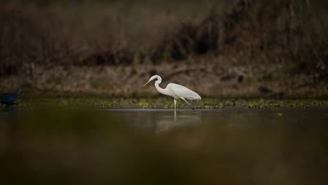 Pesca-De-Garceta-Grande-En-Humedales