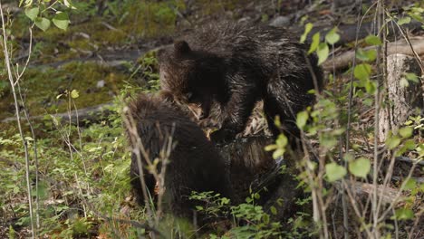 Grizzly-Bear-Cubs-Playing-With-Tree-Stump-in-Woods