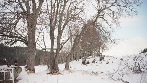 Mann-Entfernt-Leiter,-Die-Sich-An-Einen-Baum-Lehnt,-Nachdem-Er-Im-Winter-Äste-Abgeschnitten-Hat