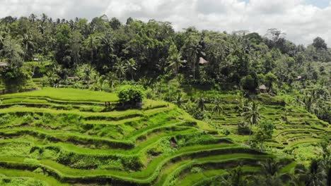 Aerial-view-Of-Tegalalang-Rice-Terraces-In-Gianyar,-Bali,-Indonesia
