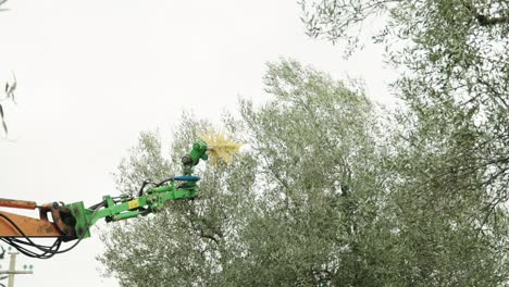 Tractor-Con-Cosechadora-De-Aceitunas-Cosecha-Las-Aceitunas.