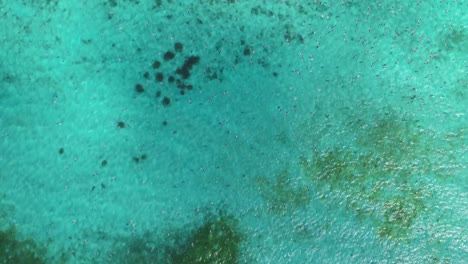 Möwen-Fliegen-über-Türkisfarbenem-Ozeanwasser-Und-Werfen-Schatten-Auf-Die-Oberfläche,-Luftaufnahme