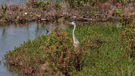 Camera-zooms-out-while-it-is-seen-facing-to-the-left-with-its-body-hidden-in-the-grass,-Grey-Heron-Ardea-cinerea,-Thailand