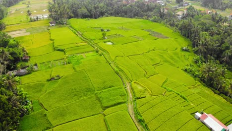 Aerial-view-of-lush-green-rice-fields-in-Ubud,-Bali