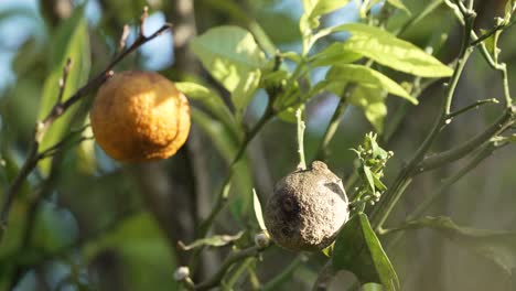 Reife-Und-Faule-Zitrone-Auf-Zitronenbaum-Zweig-An-Einem-Sonnigen-Tag