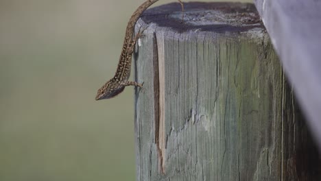 Cuban-brown-anole-lizard-displaying-throat-fan-as-a-mating-call-in-Florida