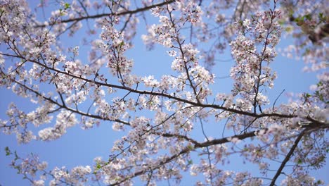 Japanese-flower,-Cherry-blossom,-tokyo-city-in-japan