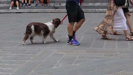 Zeitlupenclip-Von-Leuten,-Die-Mit-Hunden-über-Den-Stadtplatz-Gehen