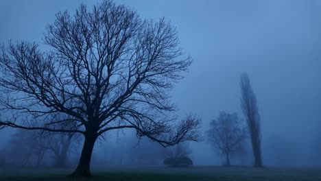 Unheimliche-Morgendämmerung-Mit-Kahlen-Bäumen-Im-Glarner-Nebel