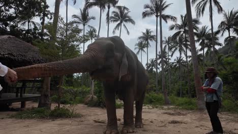 Elefante-Y-Guardián-En-El-Santuario-De-Ko-Samui,-Tailandia.