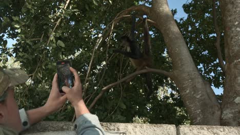 Turista-De-Pelo-Azul-Graba-Video-De-Un-Mono-Araña-Trepando-A-Un-árbol