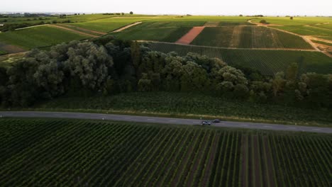 Aérea:-Siga-Un-Automóvil-De-Lado-A-Través-De-Un-Hermoso-Viñedo-Durante-La-Puesta-De-Sol-En-Alemania