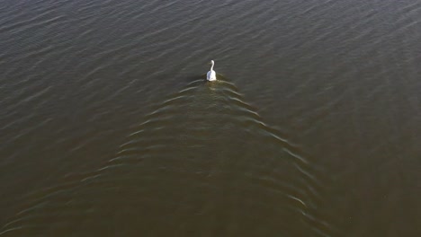 Luftaufnahme-Einer-Drohne.-Viele-Vögel-Schwimmen-Im-Großen-Meer-Und-Viele-Büsche-Sind-Auch-In-Der-Umgebung-Sichtbar.