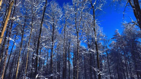 Slowly-rotating-footage-of-trees-covered-partly-in-snow,-clear-blue-sky-backdrop