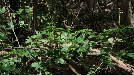 Blätter-Und-Zweige-Im-Wald,-Die-Der-Morgensonne-Ausgesetzt-Sind-Und-Sich-Mit-Etwas-Wind-Bewegen,-Wald-Und-Bäume,-Thailand