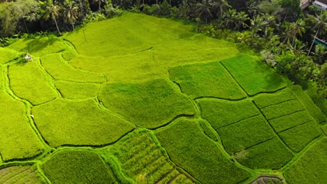 Vista-Aérea-De-Exuberantes-Campos-De-Arroz-Verdes-Y-Vegetación-En-Bali,-Indonesia