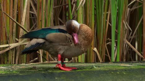 Close-up-shot-of-a-male-drake,-brazilian-teal,-amazonetta-brasiliensis,-rubbing-its-head-all-over-the-body,-grooming,-preening-and-cleaning-its-feather-in-the-enclosure