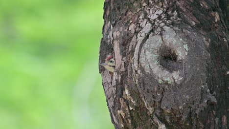 La-Cámara-Se-Aleja-Mientras-Este-Pájaro-Mira-Fuera-De-Su-Madriguera,-El-Pájaro-Carpintero-De-Pecho-Moteado-Dendropicos-Poecilolaemus,-Tailandia