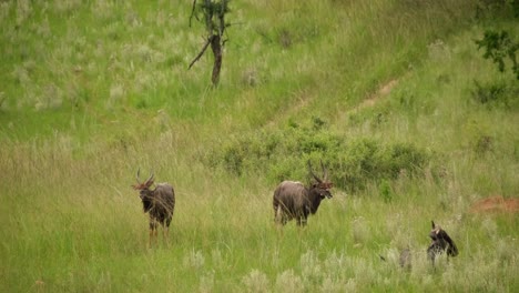 Nyala-grazing-in-the-tall-grass