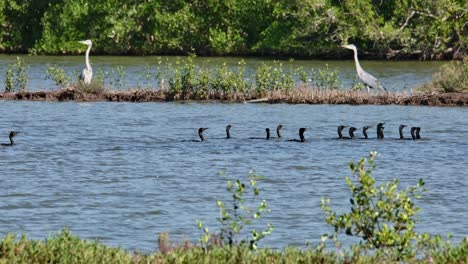 Moving-together-to-the-right-as-they-hunt-for-fish-while-two-Grey-Herons-are-seen-at-the-background,-Little-Cormorant-Microcarbo-niger,-Thailand