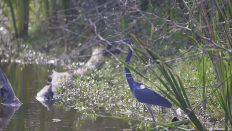 Dreifarbenreiher-Beim-Abheben-Vom-Wasserrand-In-Den-Everglades-In-Florida