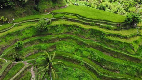 Wunderschöne-Tegallalang-Reisterrassen-Auf-Bali,-Indonesien