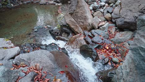 Hojas-De-Otoño-Sobre-Rocas-En-Un-Arroyo-Sereno,-Un-Escenario-Natural-Tranquilo