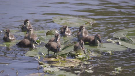 Flock-of-baby-Wood-ducklings-jumping-onto-and-walking-on-lily-pads