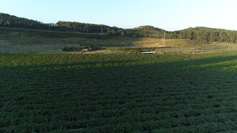 Vista-Aérea-De-Una-Gran-Plantación-De-Kiwi