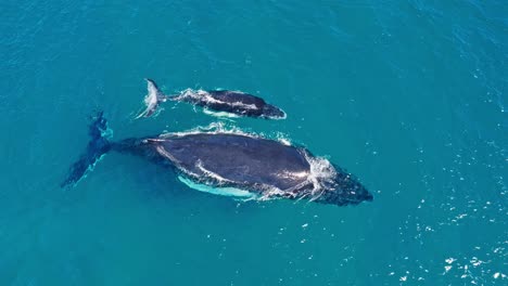 Vista-Aérea-De-Cerca-De-Un-Tranquilo-Par-De-Ballenas-Jorobadas,-Una-Madre-Y-Su-Cría,-Mientras-Flotan-Perezosamente-Cerca-De-La-Superficie-Descansando