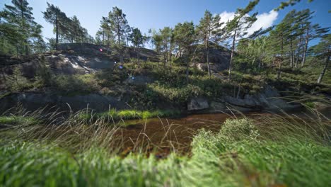 Pine-trees-stand-on-the-rocky-outcrop-above-the-shallow-river