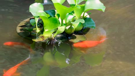 Close-up-of-large-colorful-goldfish-eating-roots-of-water-plant-in-garden-pond