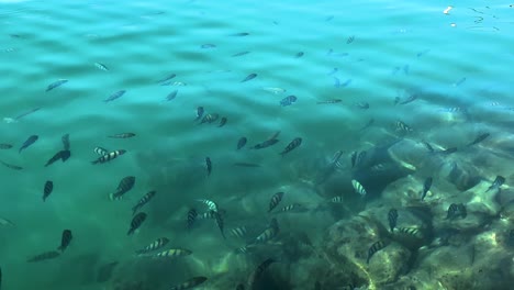 Ola-De-Agua-Calma-Suave-Relajación-Escénica-Maravillosa-Vista-De-La-Atracción-Marina-Natural-La-Naturaleza-Movimiento-De-Peces-De-Acuario-Peces-De-Movimiento-Rápido-En-El-Mar-Atracción-Turística-De-Agua-Salada-Playa-Cristalina