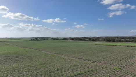 Campos-De-Caña-De-Azúcar,-Higueral,-La-Romana-En-República-Dominicana